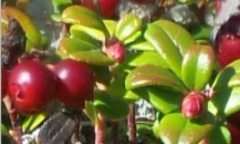 Lingonberry, lowbush cranberry